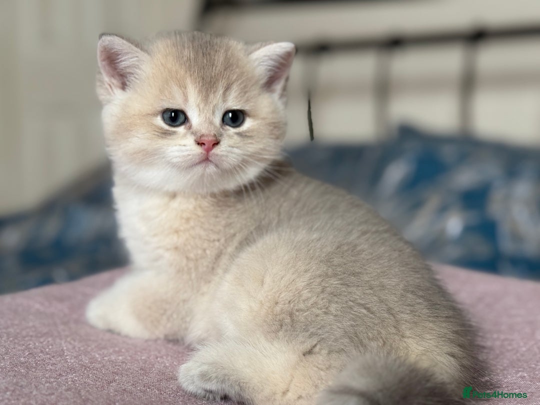 British Shorthair cats for sale: Ready now golden BSH - Image 17
