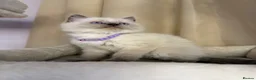 Ragdoll cats for sale: 💙 Stunning Purebred Ragdoll kittens  - Advert 23