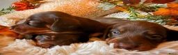 Miniature Dachshund dogs for sale: KC Miniature dachshund chocolate and tan puppies!  - Advert 4