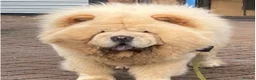 Chow Chow dogs for sale: Beautiful Kc registered chow chow puppies - Advert 23