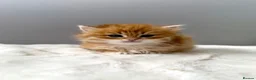 British Longhair cats for sale: Champion lines Golden British Longhairs - Advert 38