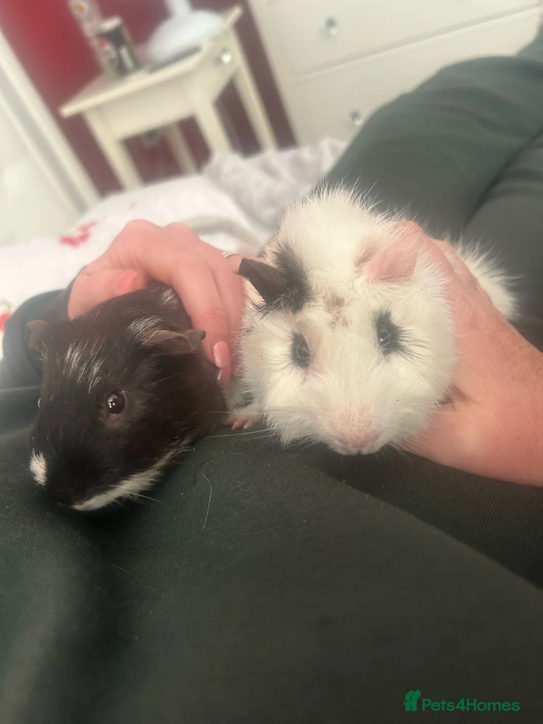 Guinea Pig rodents for sale: Milo and Max looking for a new home in Dartford - Advert 6