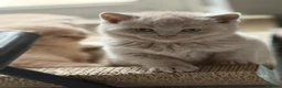 British Shorthair cats for sale: Beautiful lilac BSH GCCF - Advert 19
