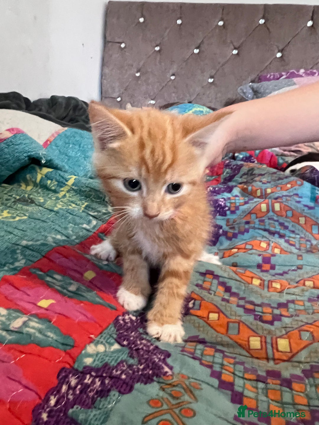 Mixed Breed cats for sale: Kittens  - Image 5