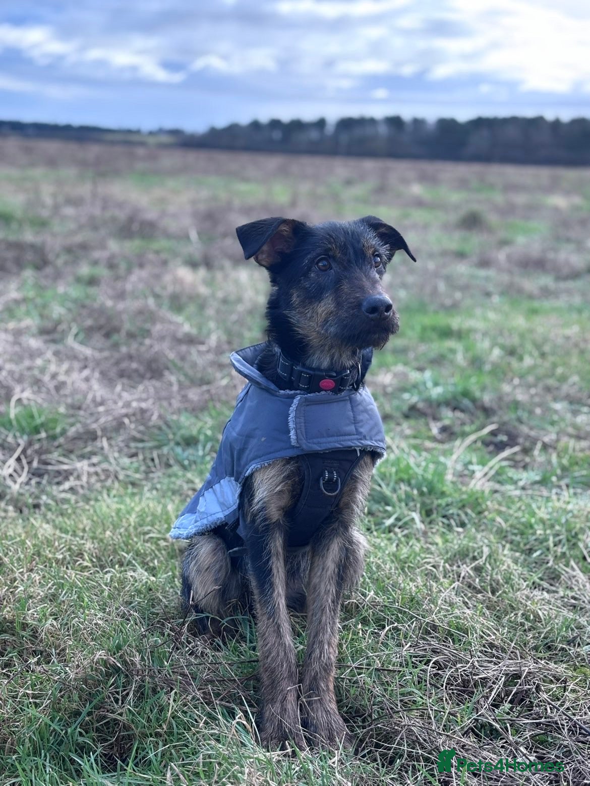 Beauceron dogs 9 month old buddy  - Advert 2
