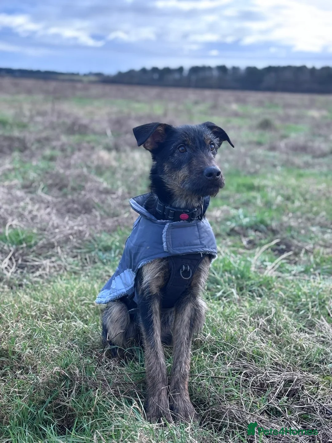 Beauceron dogs for sale: 9 month old buddy  - Advert 1