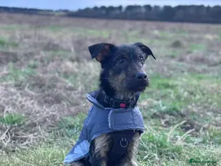 Beauceron dogs 9 month old buddy - Advert 2