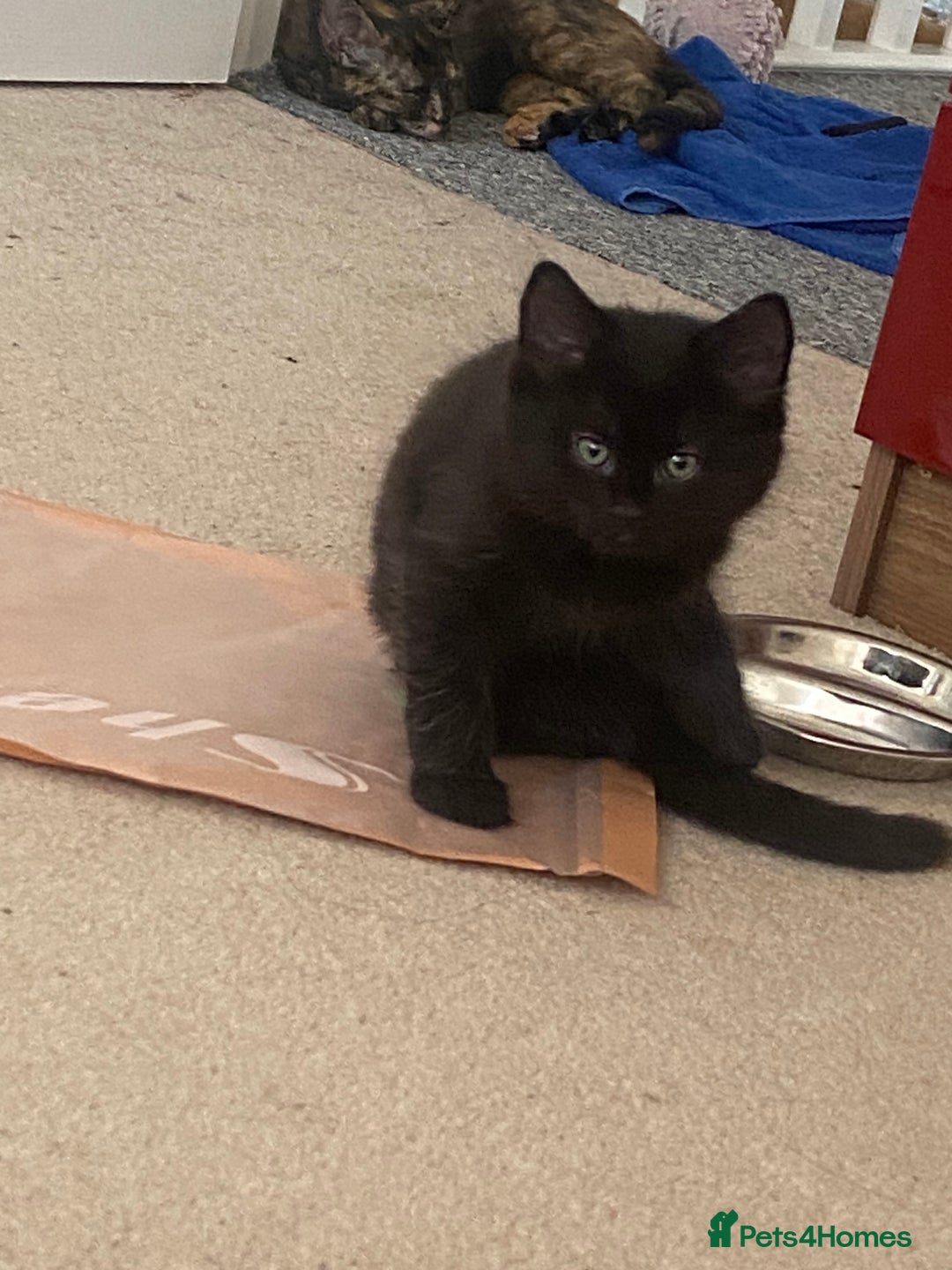 Mixed Breed cats for sale: Forever home 🙏🏻 - Image 13