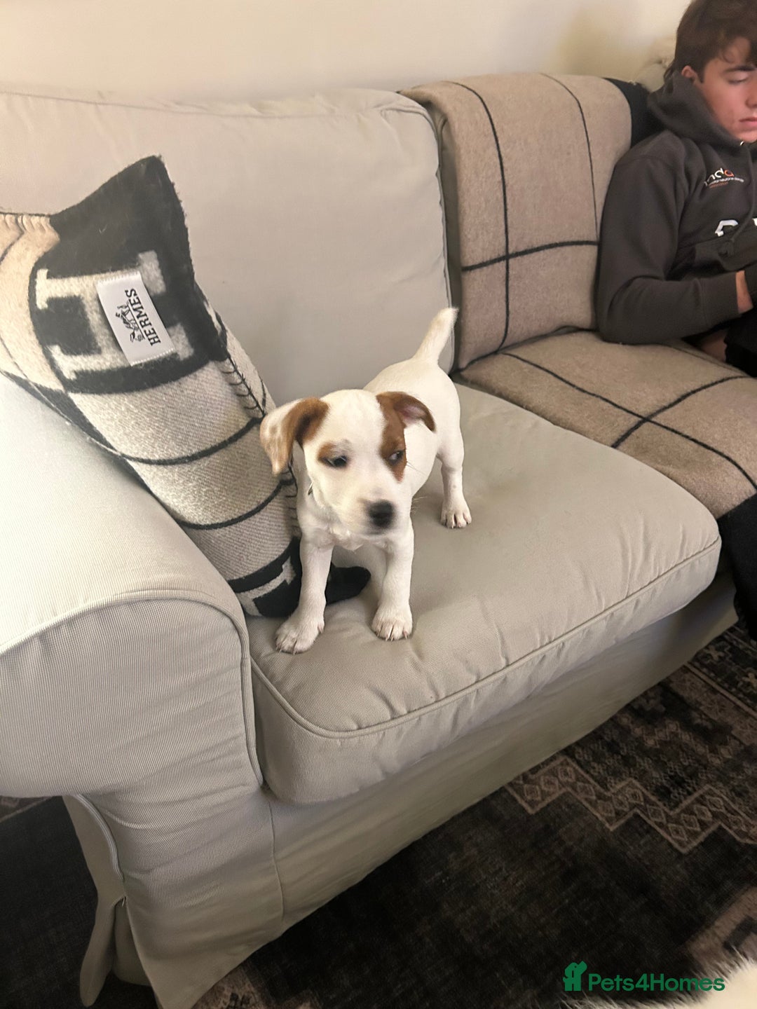 Mixed Breed dogs for sale: Parson / Jack Russell puppies - Advert 17