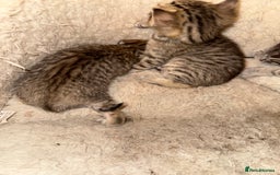 Savannah cats for sale: Beautiful little leopard Savannah  - Advert 16