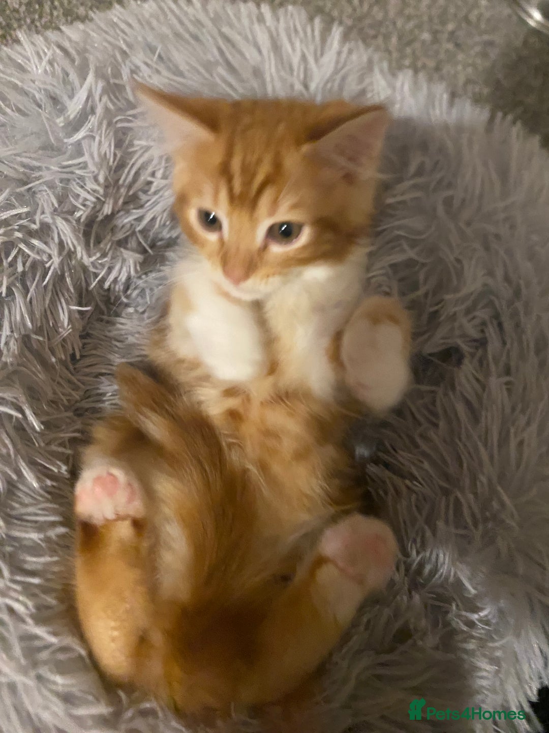 Mixed Breed cats for sale: Very cute and fluffy ginger kitten  - Image 3