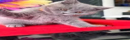 British Shorthair cats for sale: 2 BOYS AVAILABLE - GCCF BSH Kittens - Advert 6