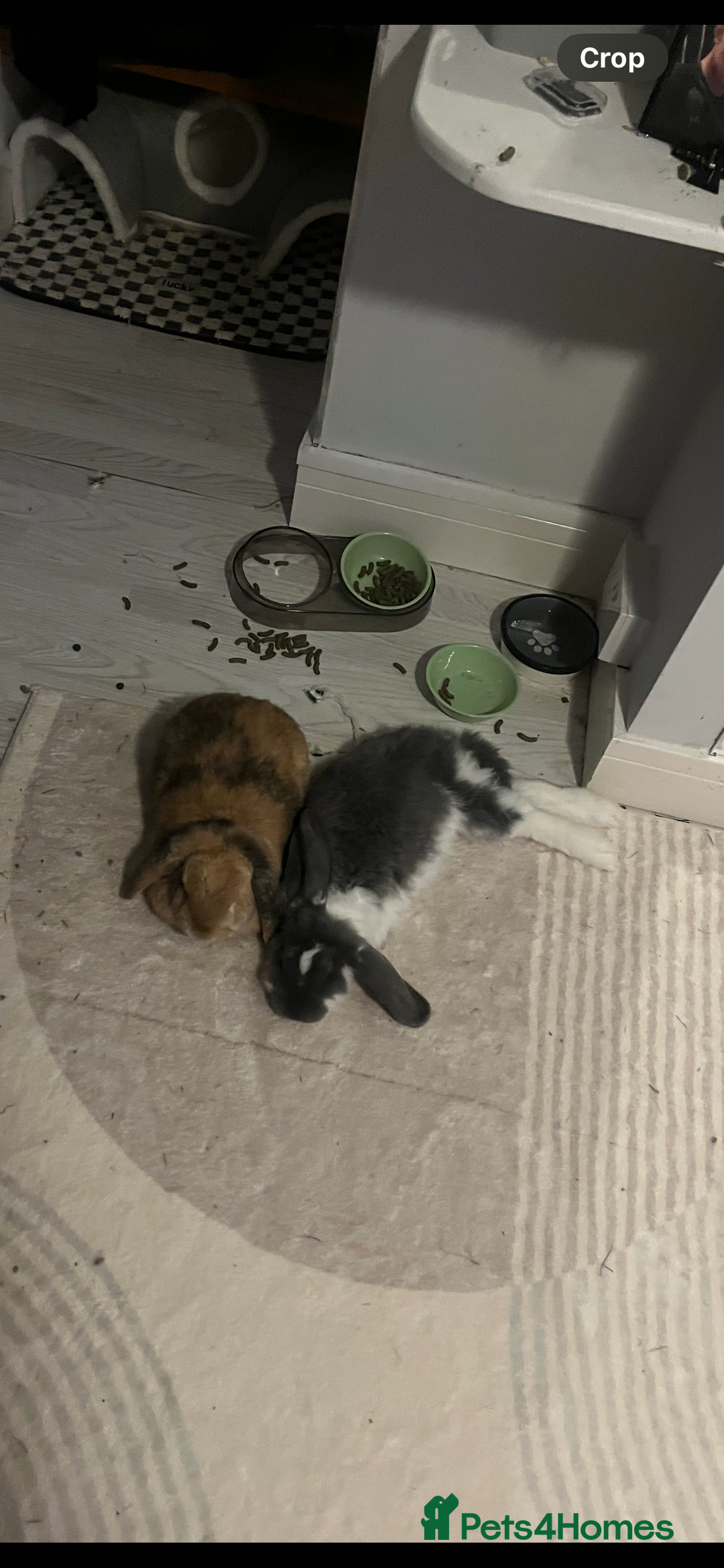 English Lop rabbits for sale: Bonded pair of rabbits for sale - Advert 4