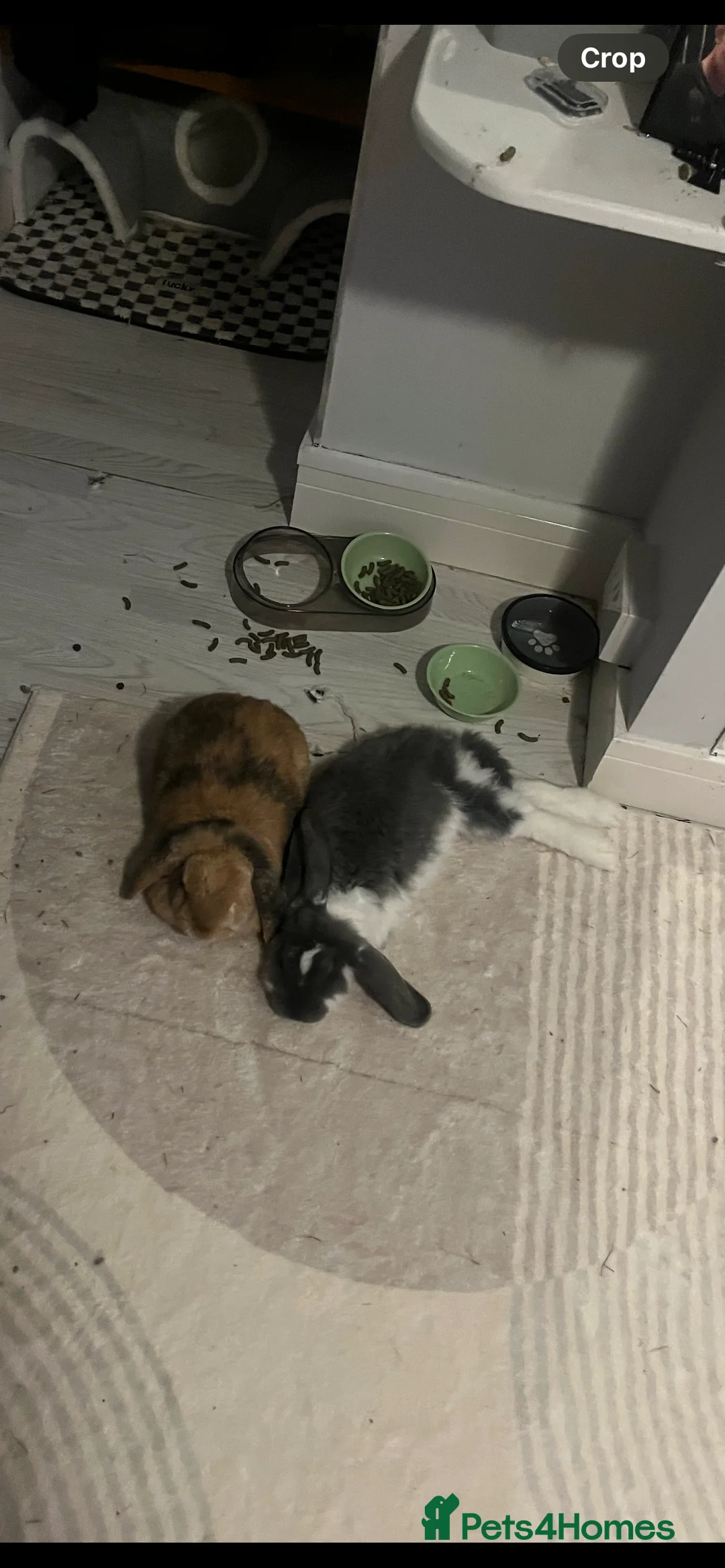 English Lop rabbits for sale: Bonded pair of rabbits for sale - Advert 4