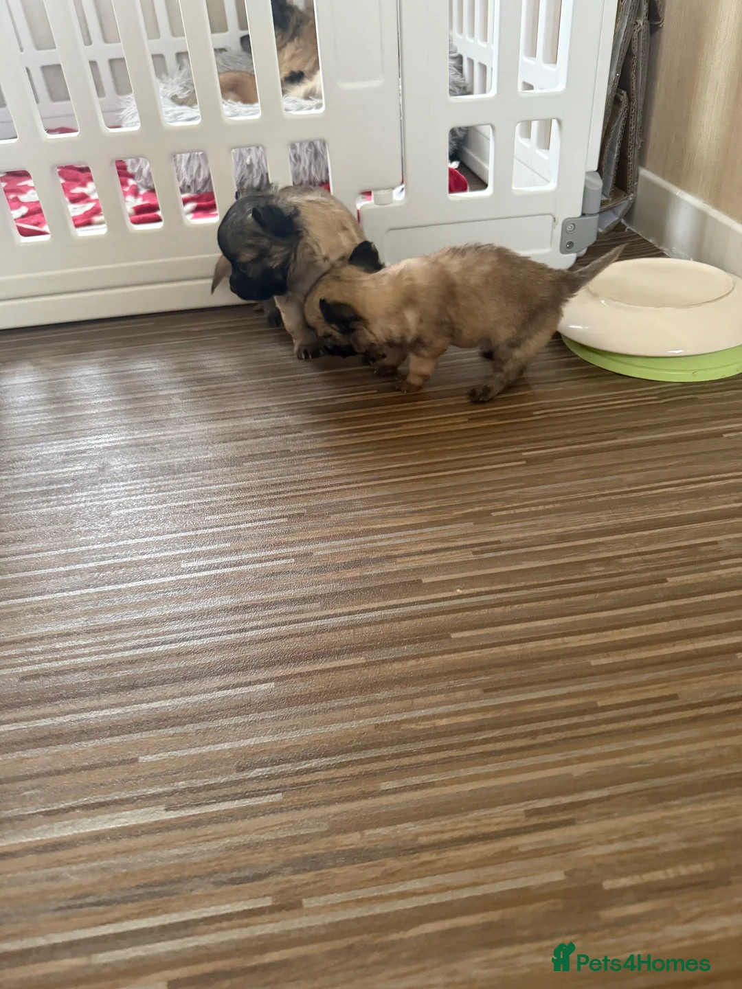 Chihuahua dogs for sale: 2 BOY CHIHUAHUA FOR SALE - Advert 3