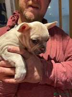 French Bulldog dogs - Advert 8