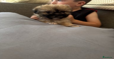 Mixed Breed dogs - Advert 2