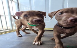 Mixed Breed dogs for sale: Staff cross pups - Image 5