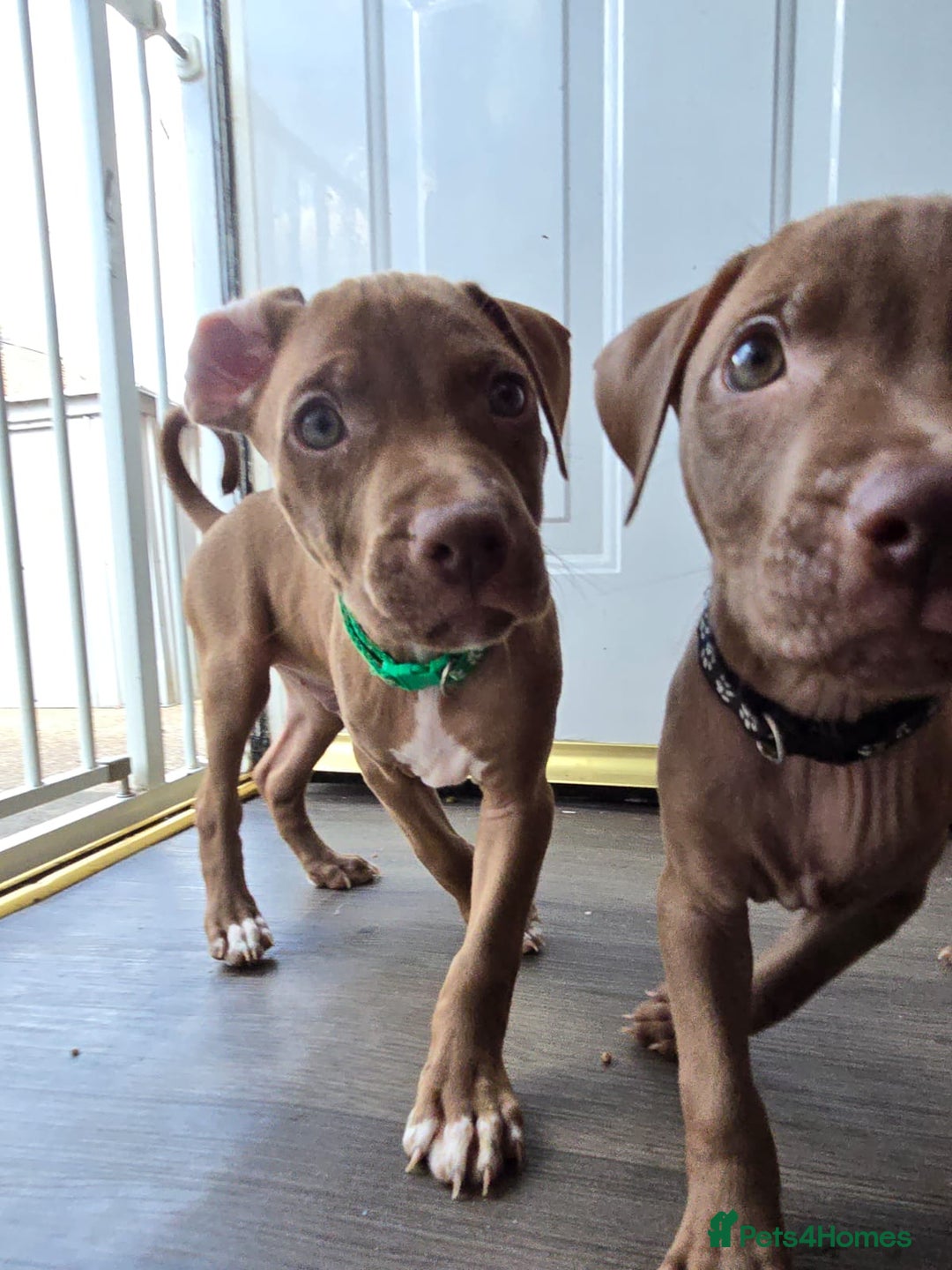 Mixed Breed dogs for sale: Staff cross pups - Image 5