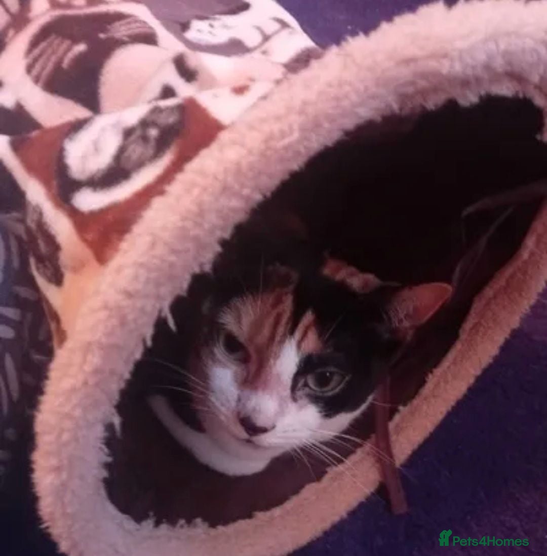 Mixed Breed cats Two beautiful cats available for adoption - Advert 2