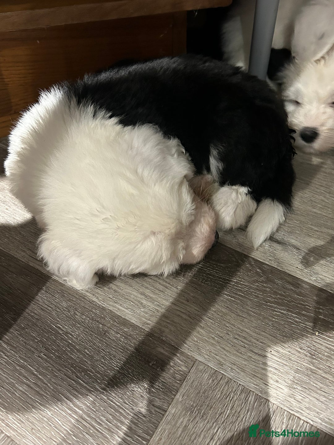 Old English Sheepdog dogs for sale: Kennel Club Reg Old English Sheepdog Puppies - Image 18