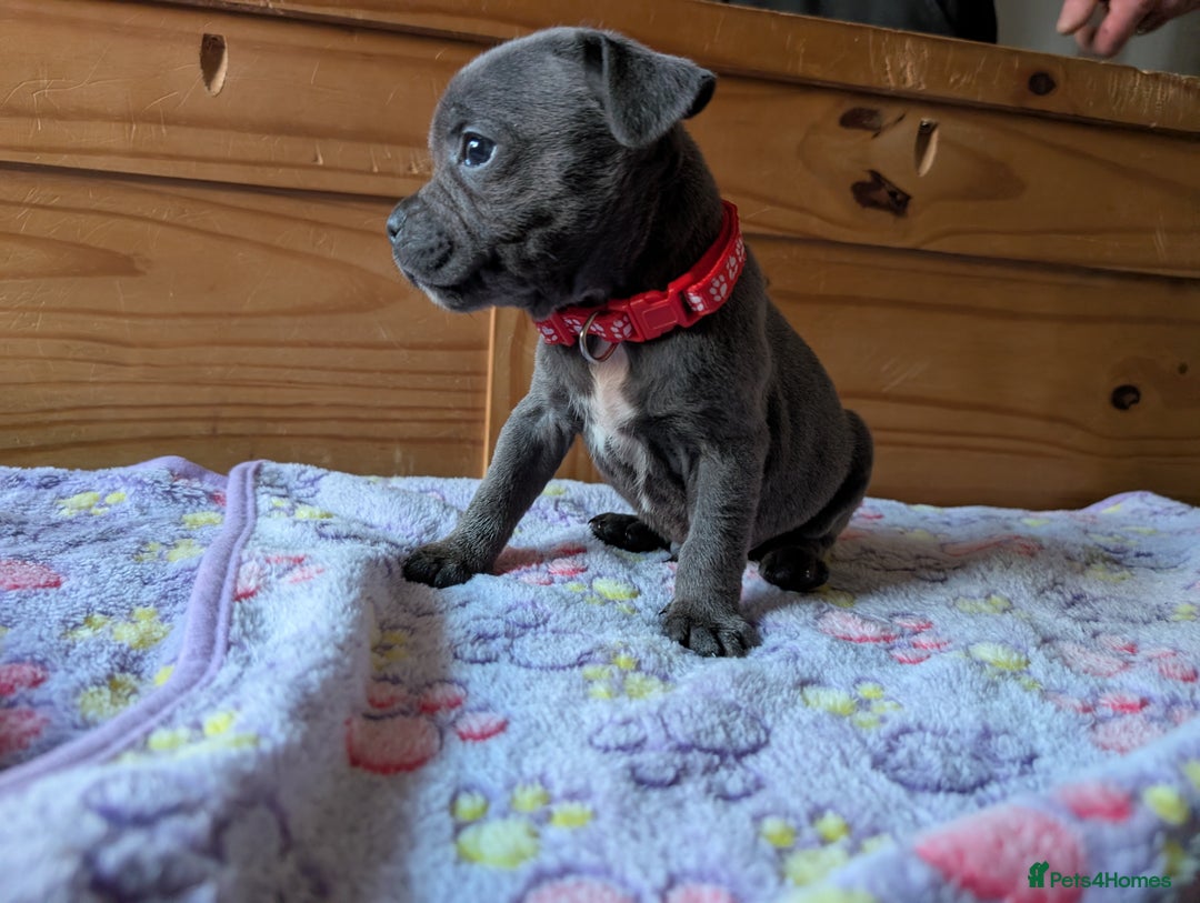 Staffordshire Bull Terrier dogs for sale: Beautiful Kennel registered blue staffie for sale  - Image 10