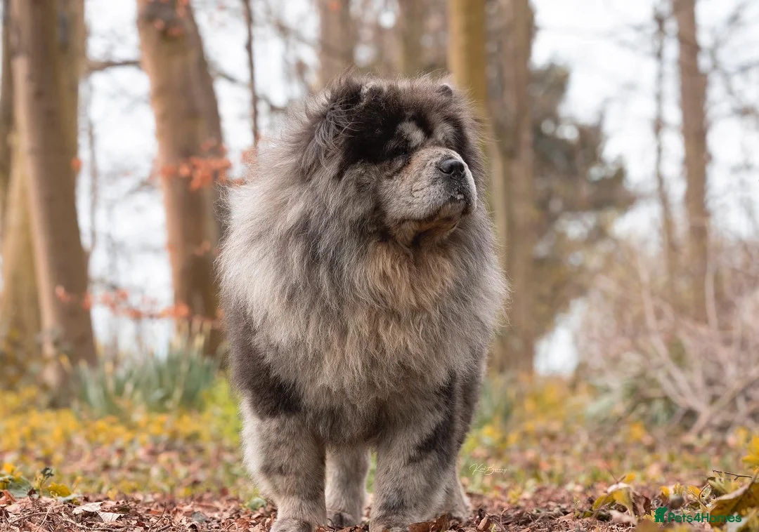 Chow Chow dogs for stud: blue Merle carry tan gene in Doncaster - Advert 4