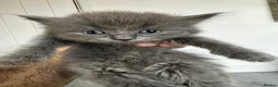 Maine Coon cats for sale: Smoky Maincoon female kitten  - Advert 8