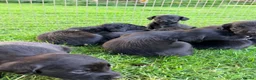 Springador dogs for sale: Springador Puppies in Insch - Advert 5