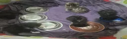 Mixed Breed cats for sale: Beautiful tabby kittens - Advert 12