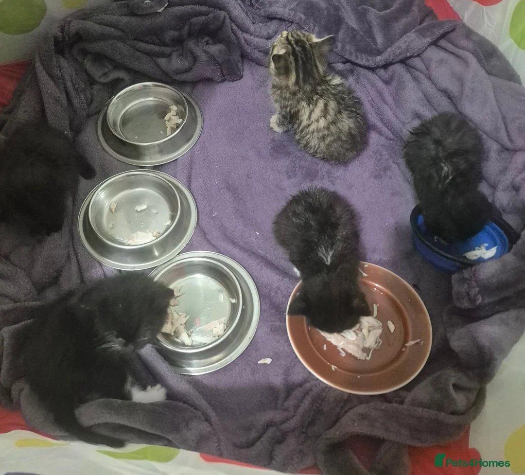 Mixed Breed cats for sale: Beautiful tabby kittens - Advert 12
