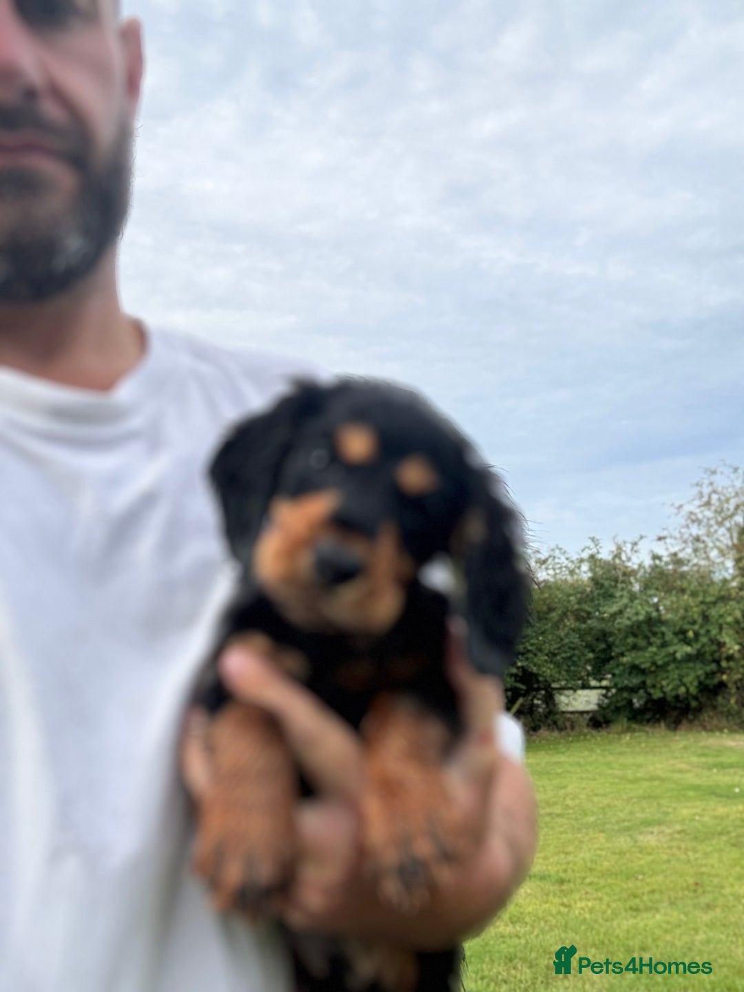 Cocker Spaniel dogs for sale: Champion bred working cocker spaniel - Image 5