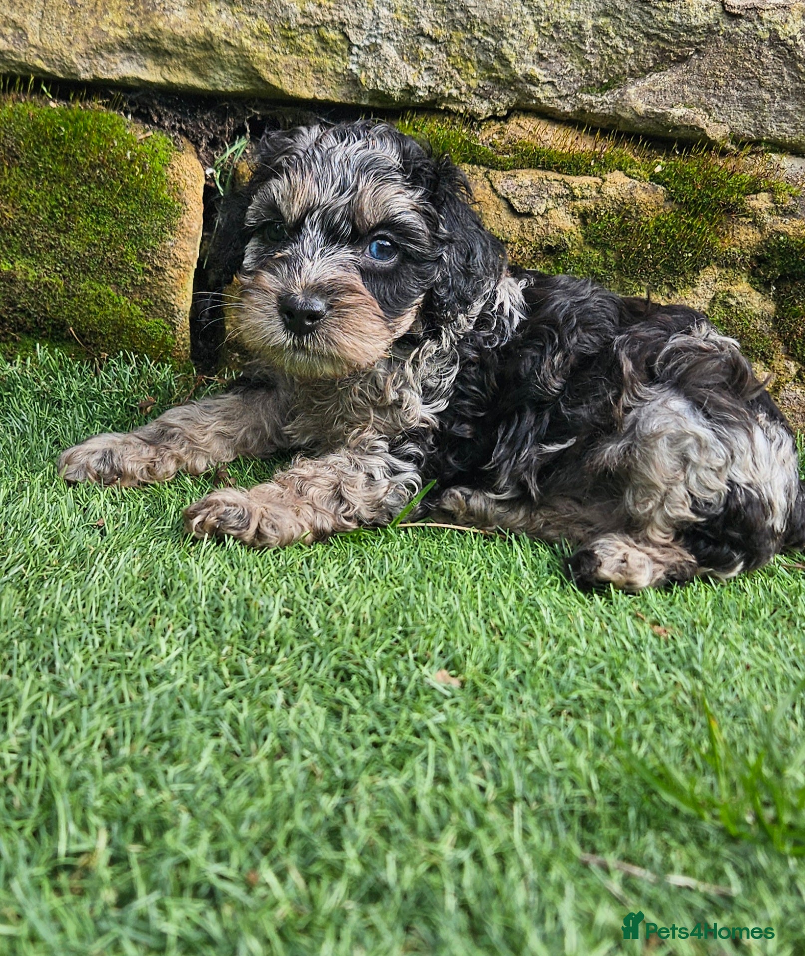 Cockapoo dogs F1b toy American  cockerpoos puppies  - Advert 8