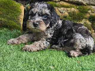 Cockapoo dogs F1b toy American cockerpoos puppies - Advert 8