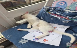 Turkish Angora cats for sale: Snowflake  - Image 5