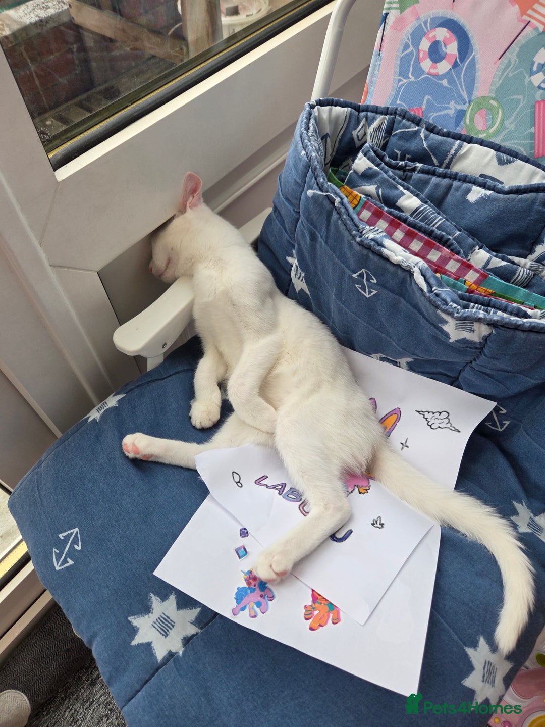Turkish Angora cats for sale: Snowflake  - Image 5