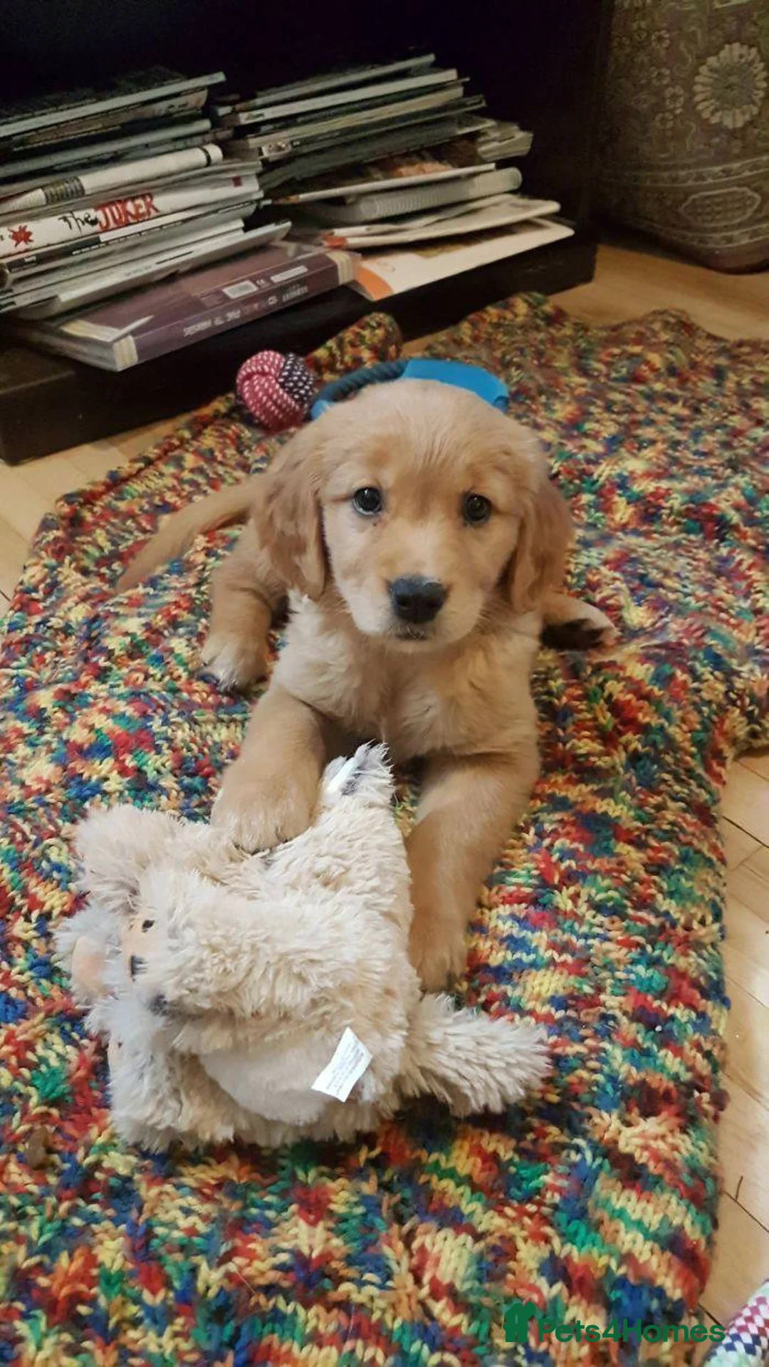 Golden Retriever dogs for sale: Pups ready for their new homes #only 3boys left. - Advert 2