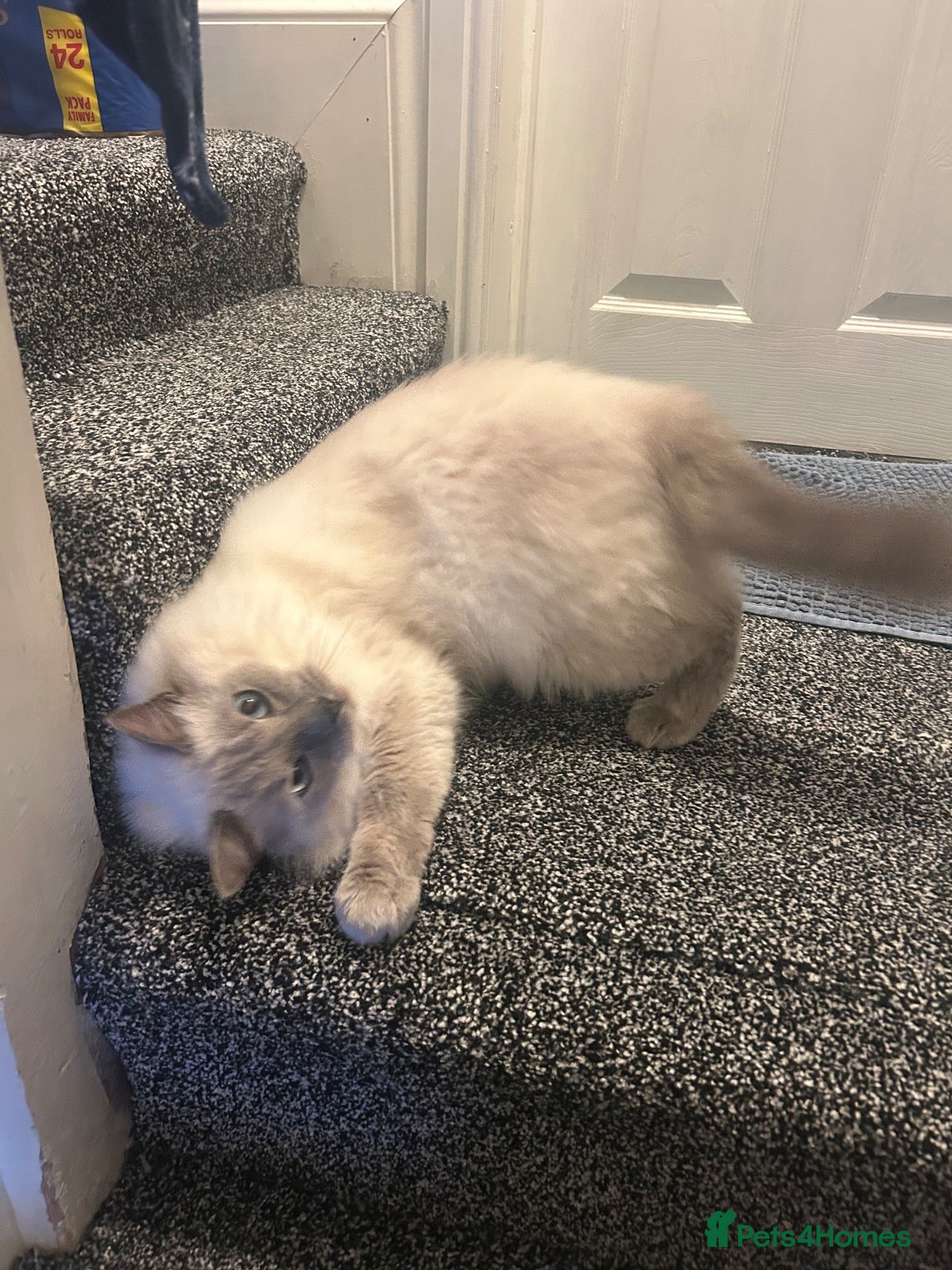 Ragdoll cats BEAUTIFUL RAGDOLL MALE 2 YEARS  - Advert 1