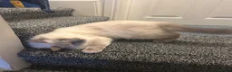 Ragdoll cats for sale: BEAUTIFUL RAGDOLL MALE 2 YEARS  in Derby - Advert 1