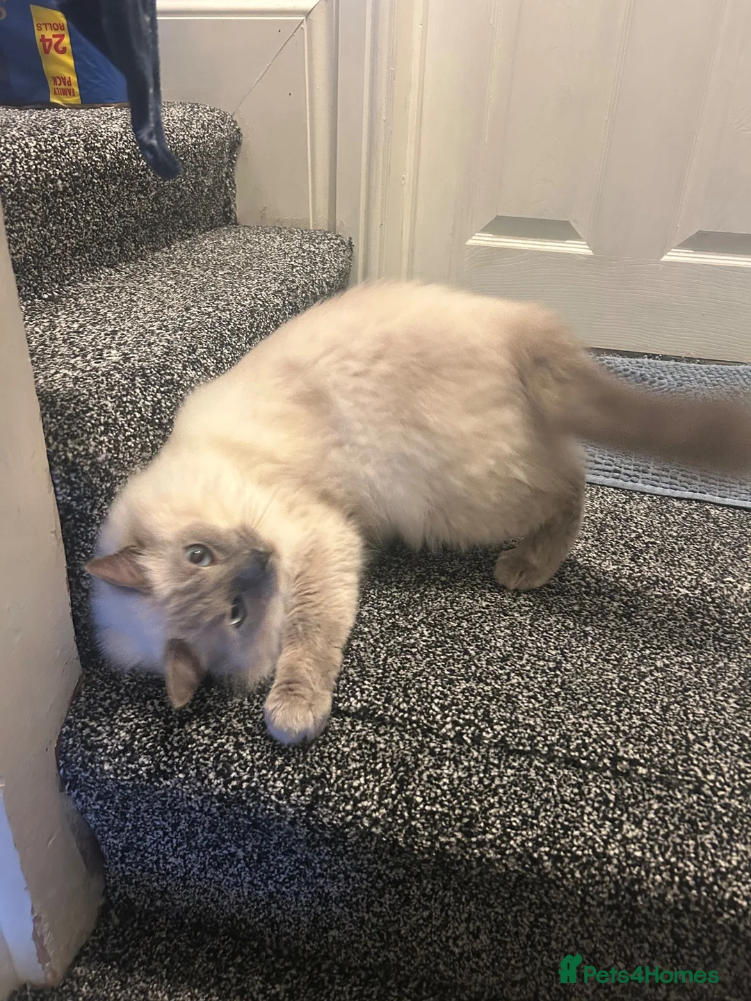 Ragdoll cats for sale: BEAUTIFUL RAGDOLL MALE 2 YEARS  in Derby - Advert 1