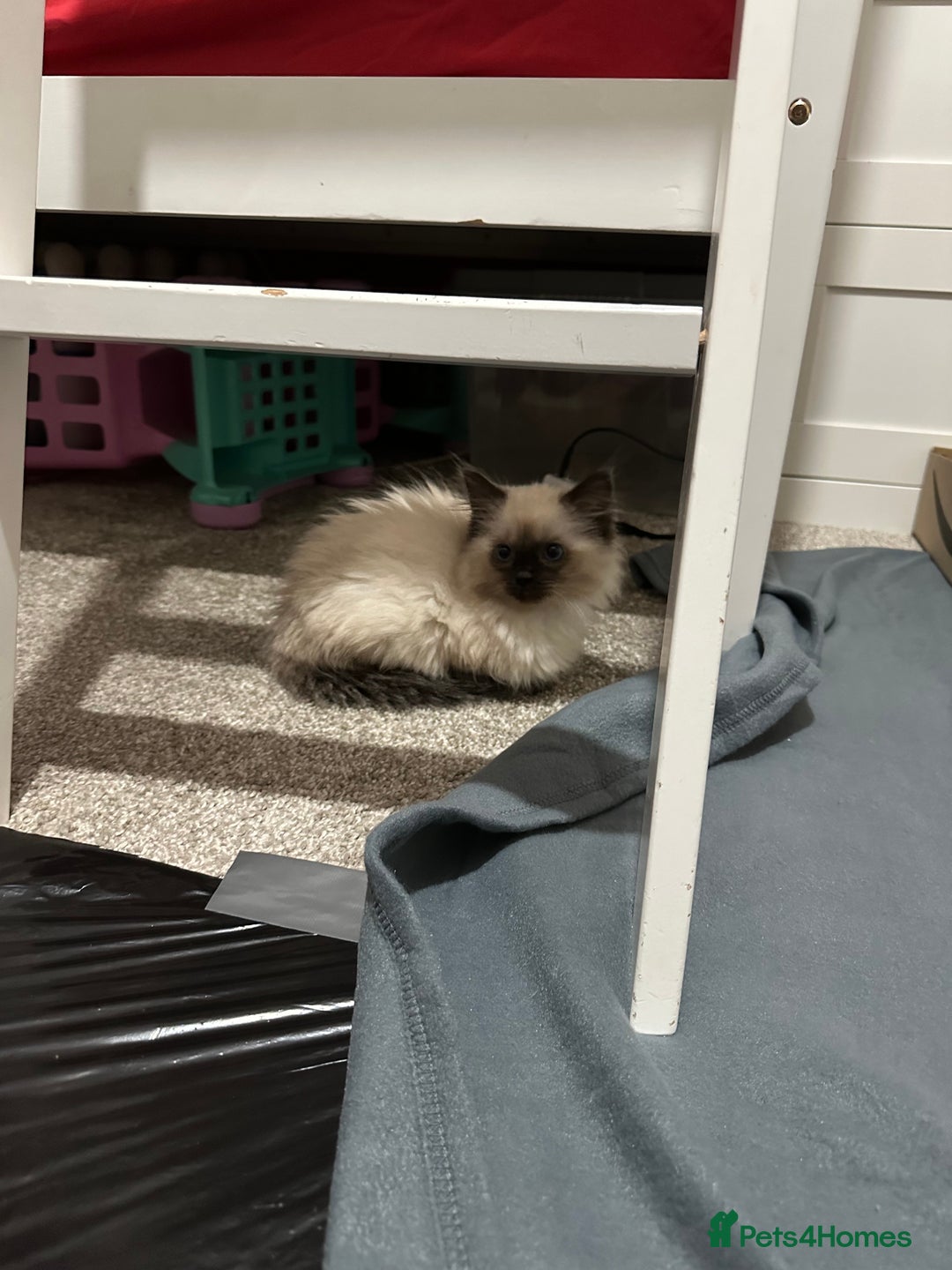 Ragdoll cats for sale: Purebred Seal Point Male Ragdoll Kitten - Advert 2