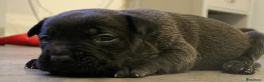 Mixed Breed Puppy 8