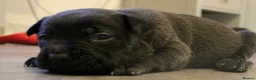 Mixed Breed dogs for sale: Bull herders  - Advert 13