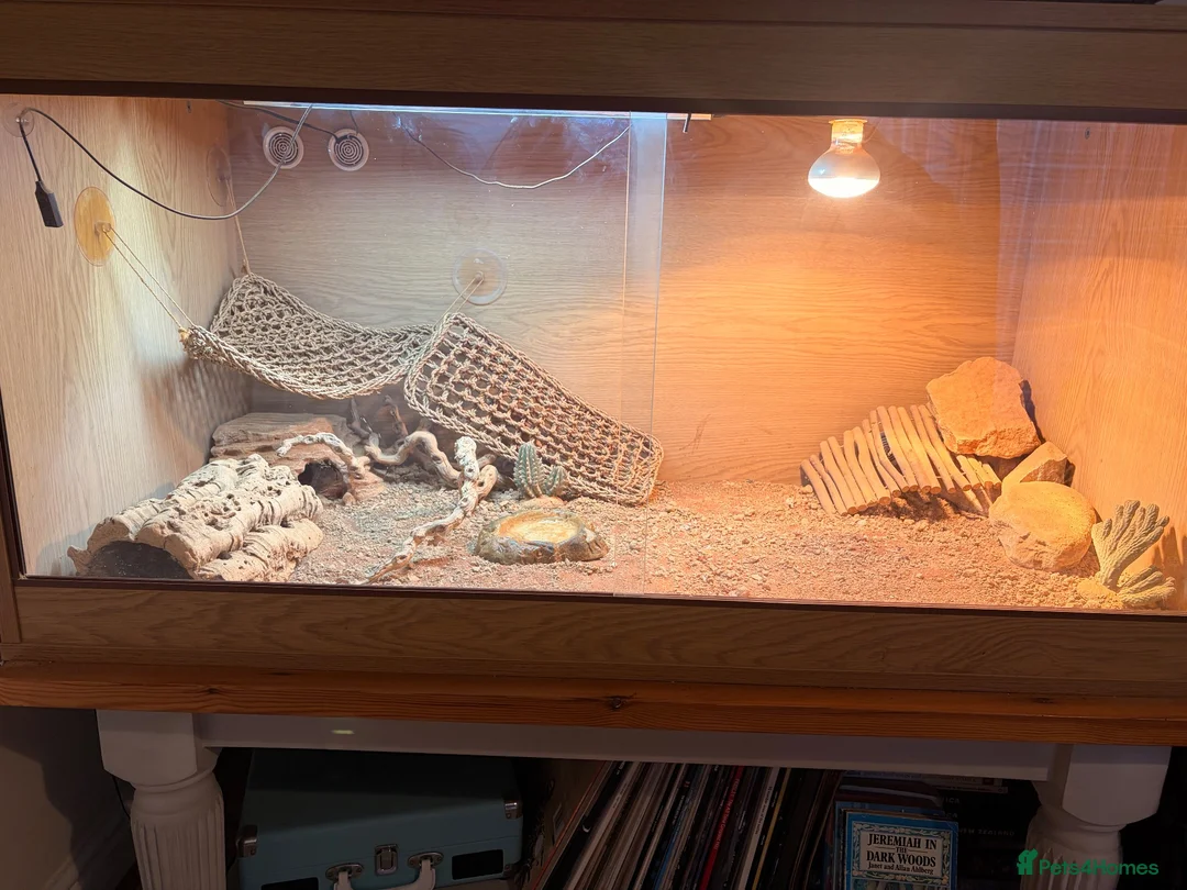 Bearded Dragon reptiles for sale: Red/Orange Bearded Dragon in Diss - Advert 5