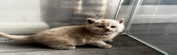 British Shorthair cats for sale: Beautiful British Shorthair Kittens - Advert 25