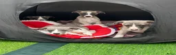 Whippet dogs for stud: Proven Quality Whippet For Stud  - Advert 9