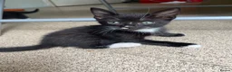 British Shorthair cats for sale: 9 Kittens For Sale Ready Now  - Advert 8