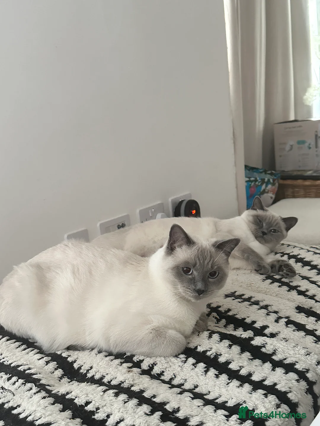 Mixed Breed cats for sale: Beautiful Ragdoll x BSH Kittens – 4 Available - Advert 9