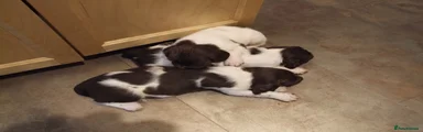 English Springer Spaniel 1