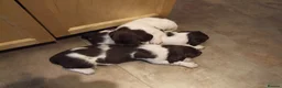 English Springer Spaniel dogs for sale: A Lovely Litter of English Springer Spaniels - Advert 12